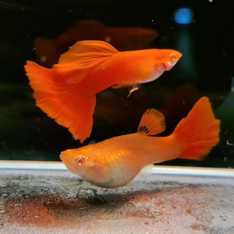 [森渔水族]精品血红中国红孔雀鱼热带观赏鱼淡水鱼小型鱼活体宠物