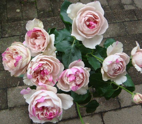 伊芙月季爱园花卉大理石冻糕实生根接系列时令草本花卉