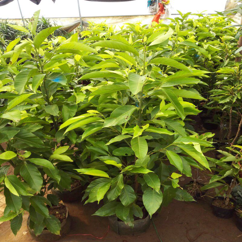 盆栽嫁接黄桷兰树苗黄兰花苗白兰花浓香庭院室内绿植