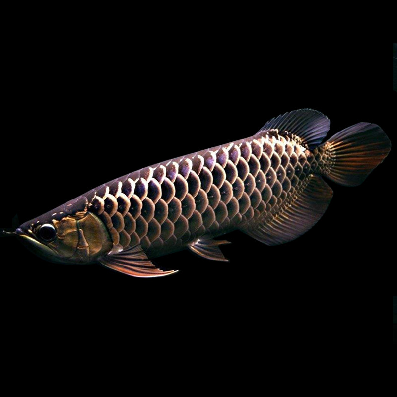 精品红龙金龙鱼活体高背蓝底过背鱼练手鱼苗鱼乐鱼