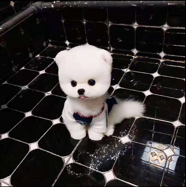 茶杯犬幼犬博美幼犬活体纯种俊介犬宠物狗狗活幼体袖珍犬狗活体h