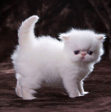 加菲猫猫咪异国长毛纯白波斯猫幼猫活体宠物纯白色猫咪