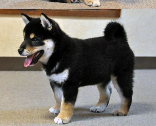 聪明赛级双血统日本柴犬黑色幼犬活体宠物宠物狗狗狗