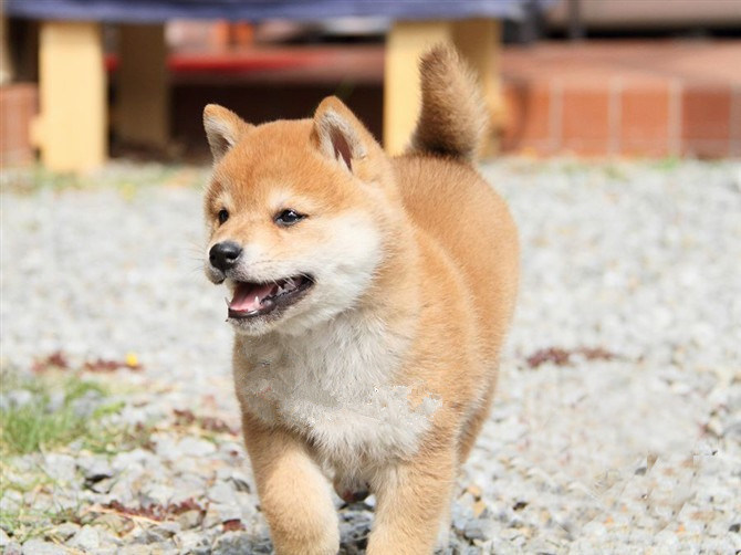 纯种赤柴幼犬日本柴犬狗狗宠物犬城市家养不爱叫不掉毛皮实好养h