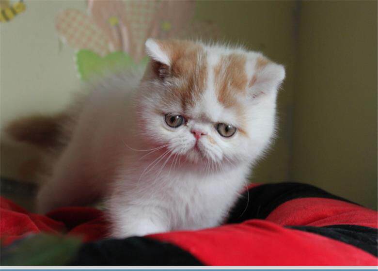 短毛加菲猫宠物猫咪异国猫家家养纯种幼猫活体猫咪