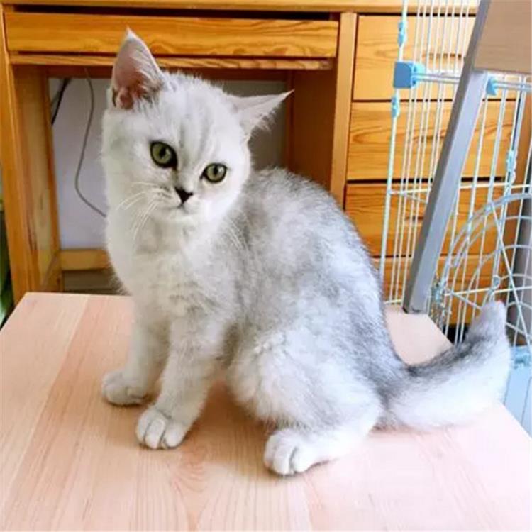 有免疫驱虫 :已做完血统信息 :有血统证书猫咪品种 :英国短毛猫宠物