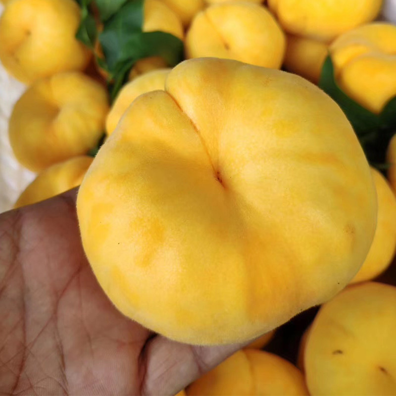 山东蒙阴新鲜水果风味皇后黄毛蟠桃锦绣精品桃
