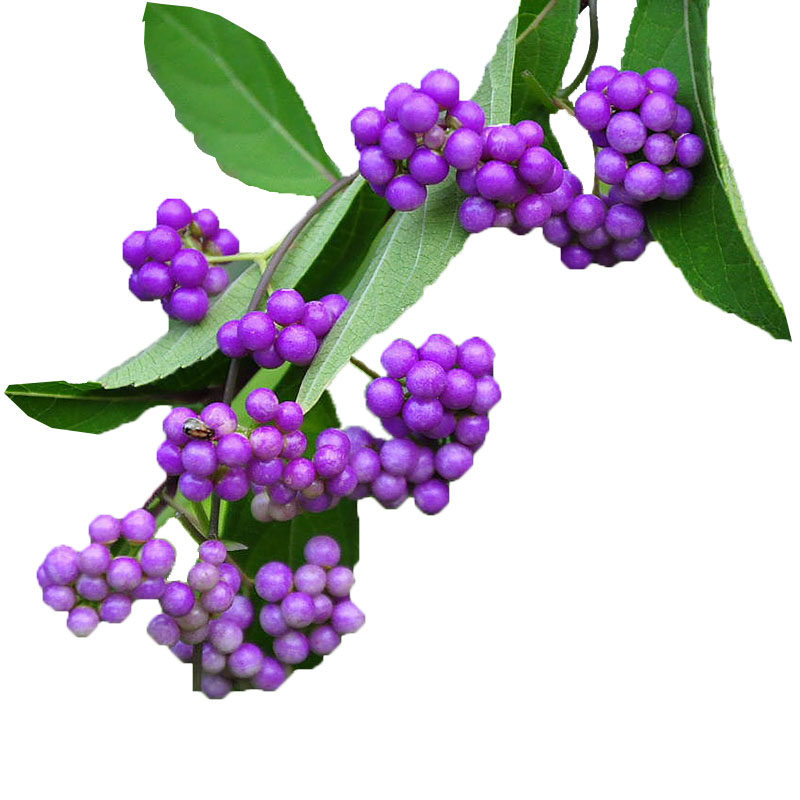 日本紫珠盆栽灌木观果花卉花苗耐热耐寒满百包邮阳台庭院深夜种花