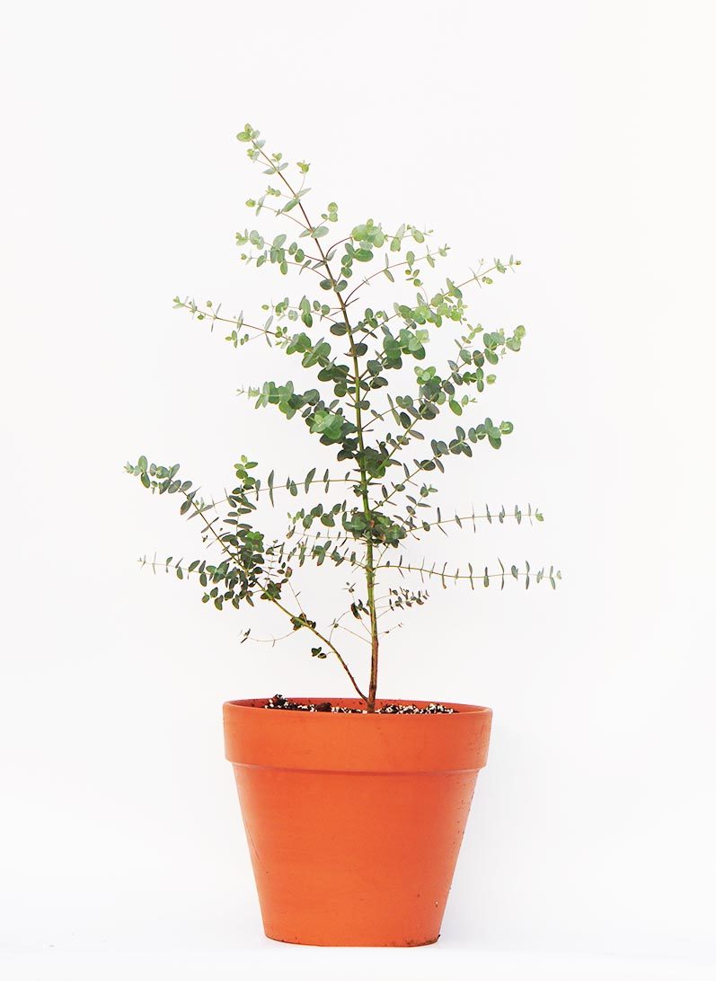 尤加利银水滴多花桉圆叶桉花卉盆栽植物花苗好养一般地区满百包邮