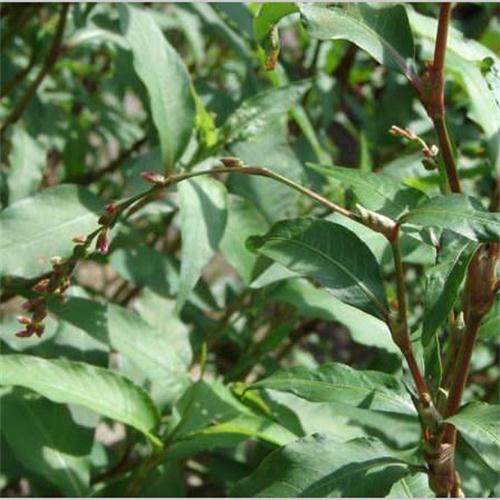 四川寥子草野生新鲜辣蒿半年粮细叶一枝蓼酸模叶蓼水胡椒种植药材