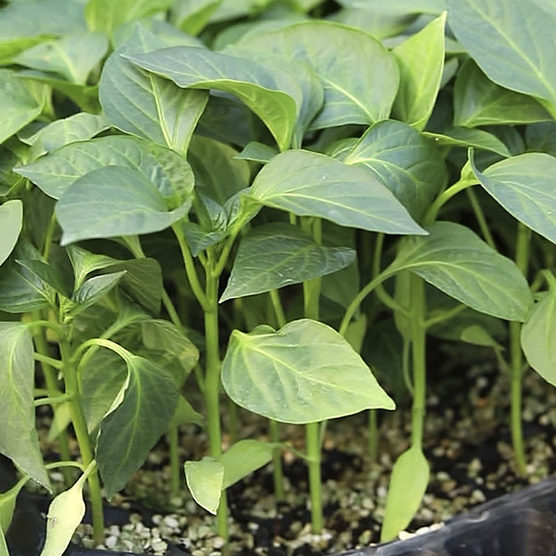 抢鲜杭椒苗四季种植阳台盆栽樟树港线椒食用夏季秋辣椒苗秧蔬菜苗