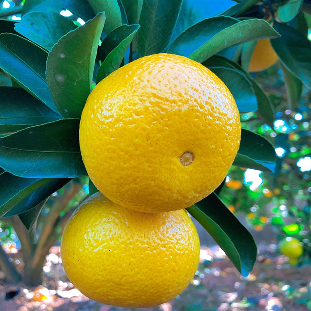 福建甜心桔柚农家甜橘柚蜜柑橘子现摘爆汁水果贡柚整箱10斤礼盒装