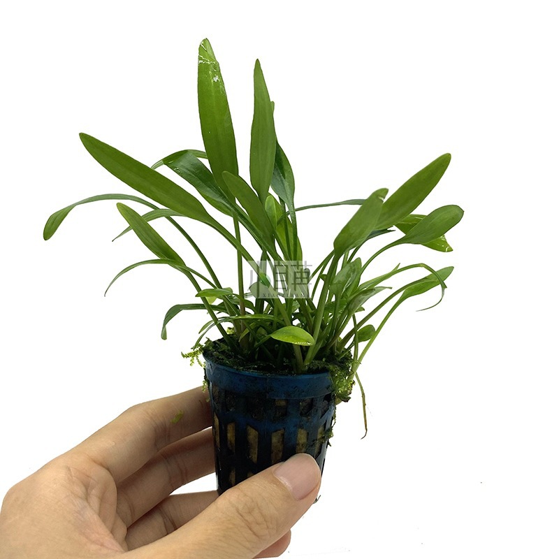 迷你椒草圆叶椒泰国青椒红椒温蒂皱边椒草美波水草