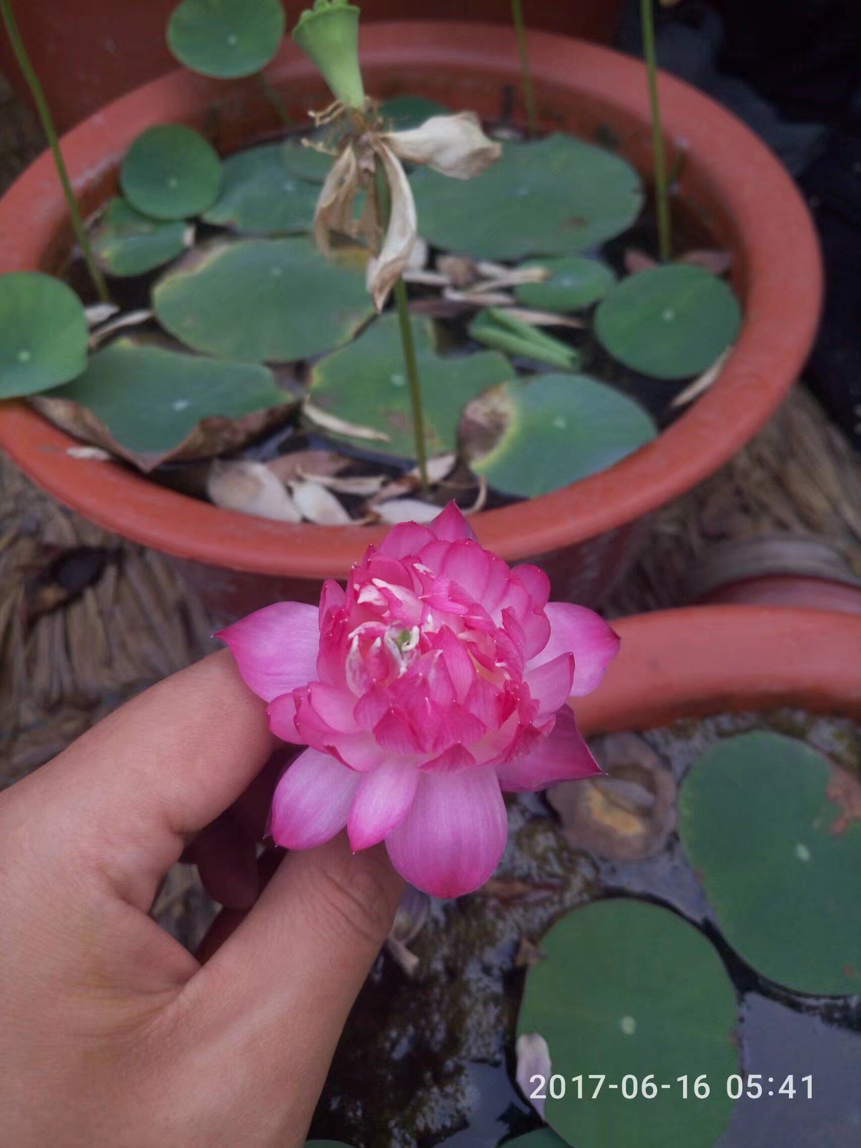 (售罄)霓裳小型莲花微型碗莲盆栽荷花种藕易微缩丰花艺凌花园