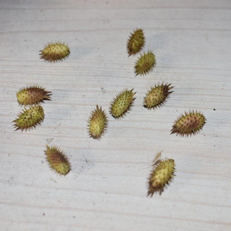 鲁中山区2017年中药材野生苍耳子成熟仓刺头 一包40粒5代包邮