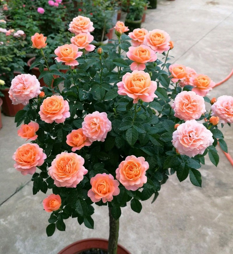 棒棒糖月季果汁阳台欧月花苗树桩盆栽植物花卉时令草本花卉