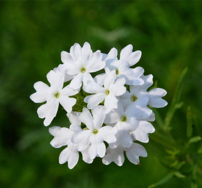 美女樱花花苗细叶四季开花好养易活阳台室外时令草本花卉