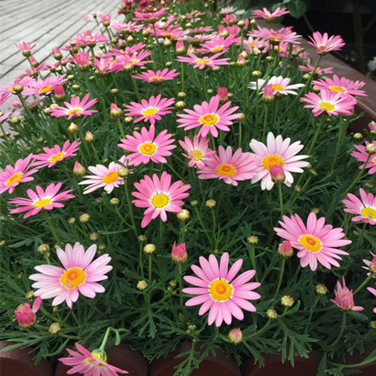 蓝玛重瓣玛格丽特花苗盆栽木春菊花阳台庭院院地花卉