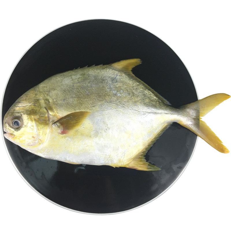 海鱼金鲳鱼生鲜青岛大深500g昌鱼金昌鱼水产海鲜其它