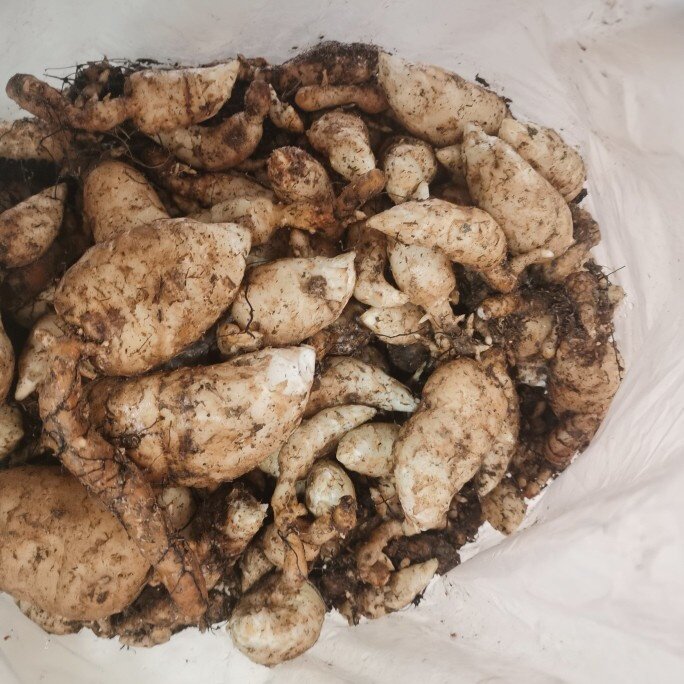 云南天麻新鲜乌天麻云南昭通小草坝直发小金麻500g包邮