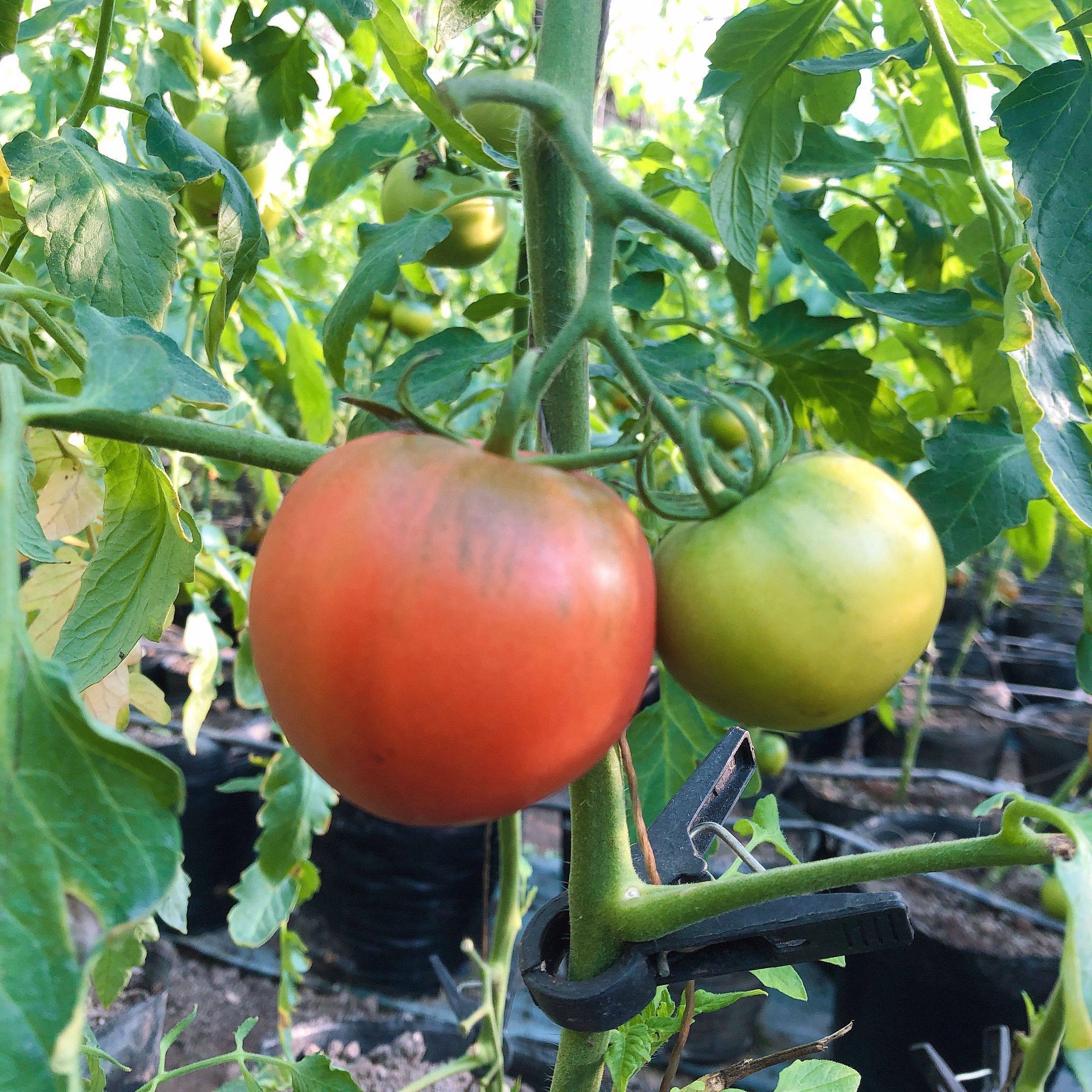 柿子草莓西红柿盘锦包邮5斤新鲜铁皮碱地番茄番茄