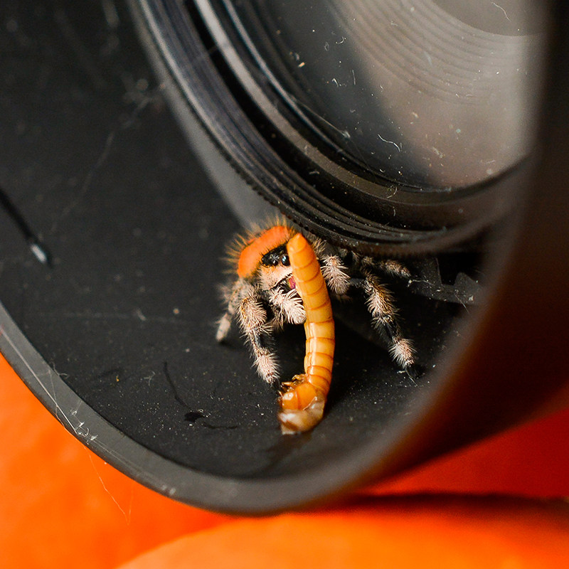 跳蛛宠物小蜘蛛佛罗里达灰佛桌面卢卡斯寝室宿舍迷你蜘蛛