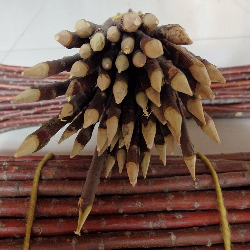 签子红柳40厘米100根新疆羊肉串烧烤户外烤肉针神烧烤针