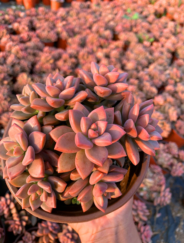 姬胧月云南夏季清棚群生小老桩好养多肉植物室内多肉植物