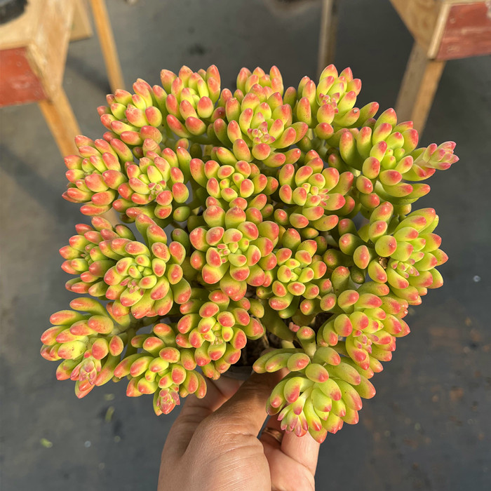 春萌柠檬手指包邮送药带香味清棚多肉植物阳台多肉植物