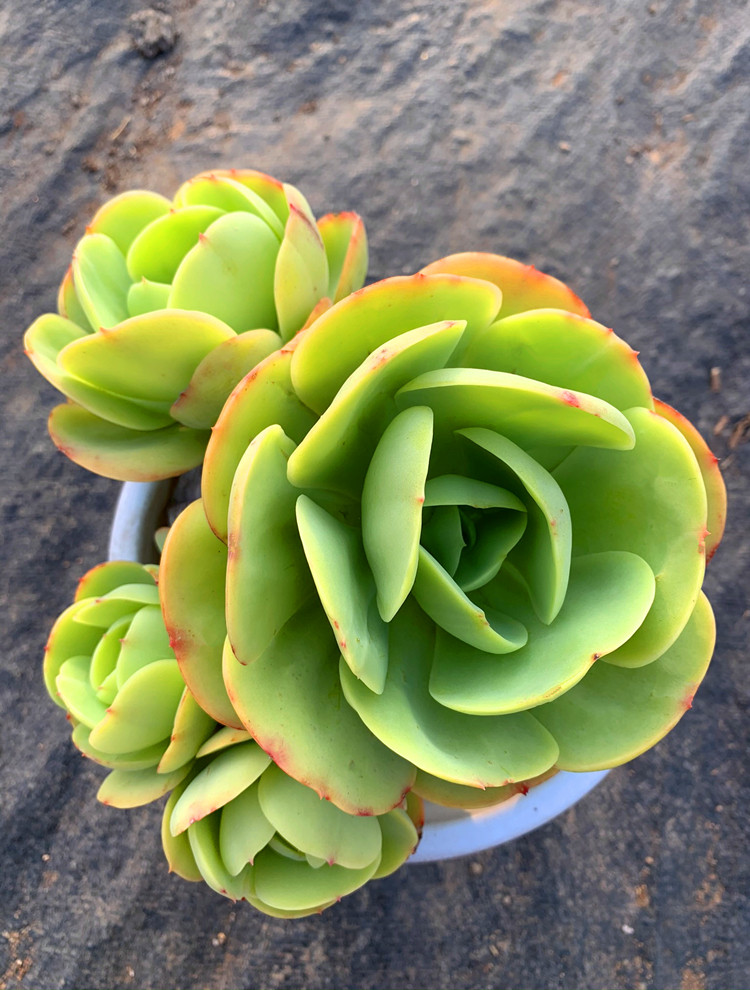 多肉碧桃植物大株群生鸡蛋老桩一物一拍庭院多肉植物