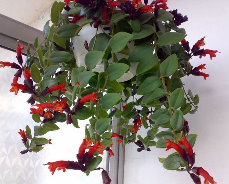 盆栽室内竹梅吊兰小碰栽绿植物易成活成活禄植绿植