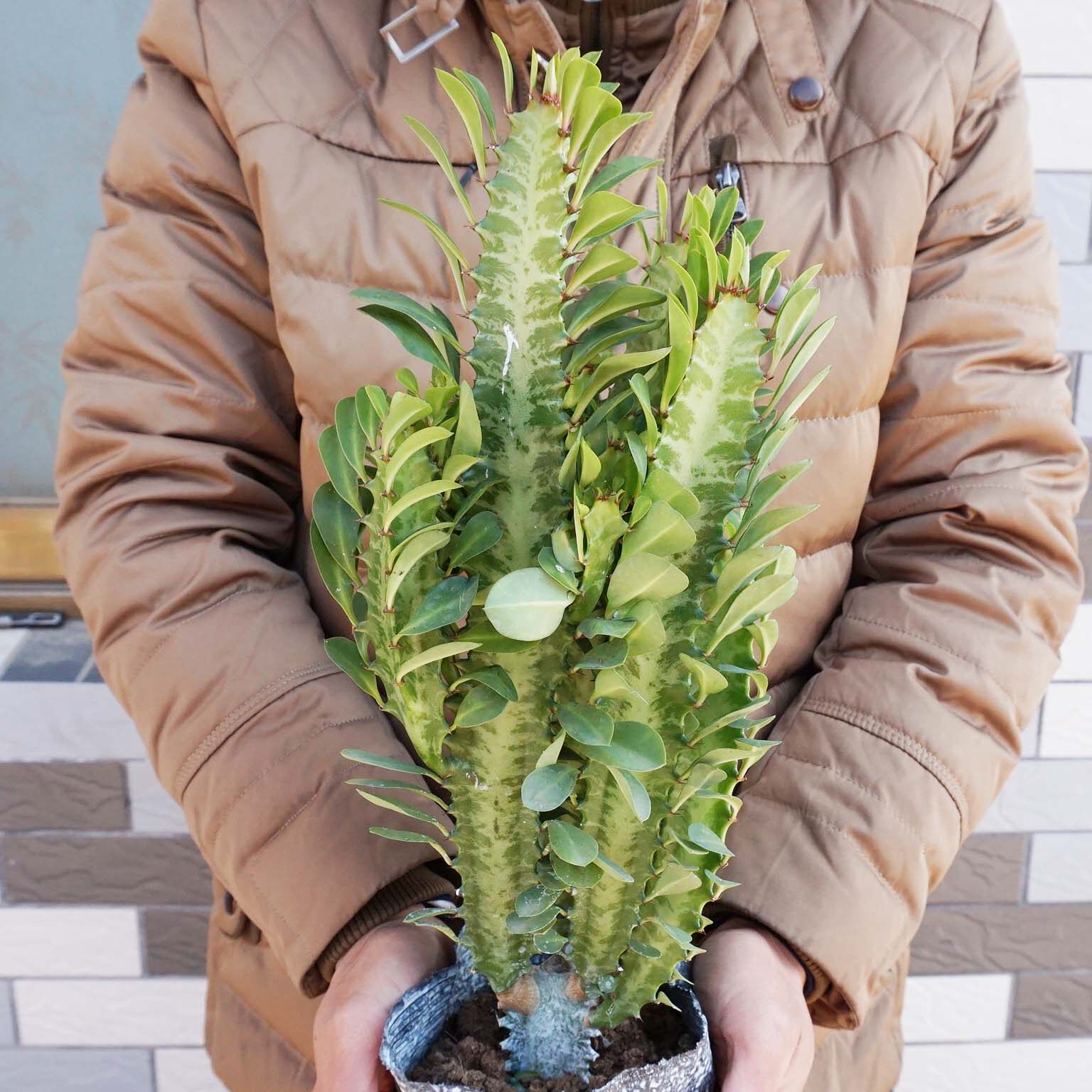 盆景巴西龙骨室内观赏植物绿植花卉鲜花盆栽仙人多肉植物