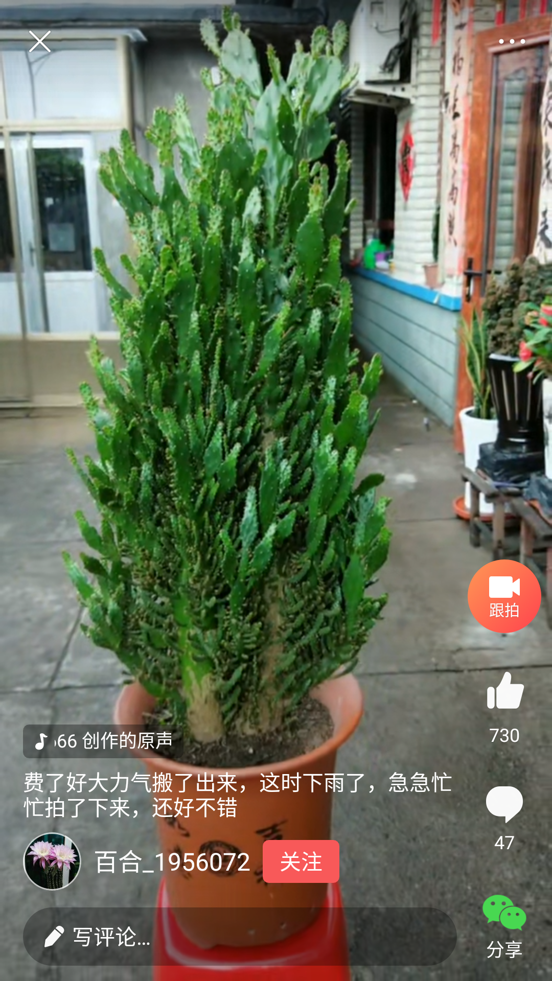 室内阳台防辐射仙人掌类千佛手绿植推荐