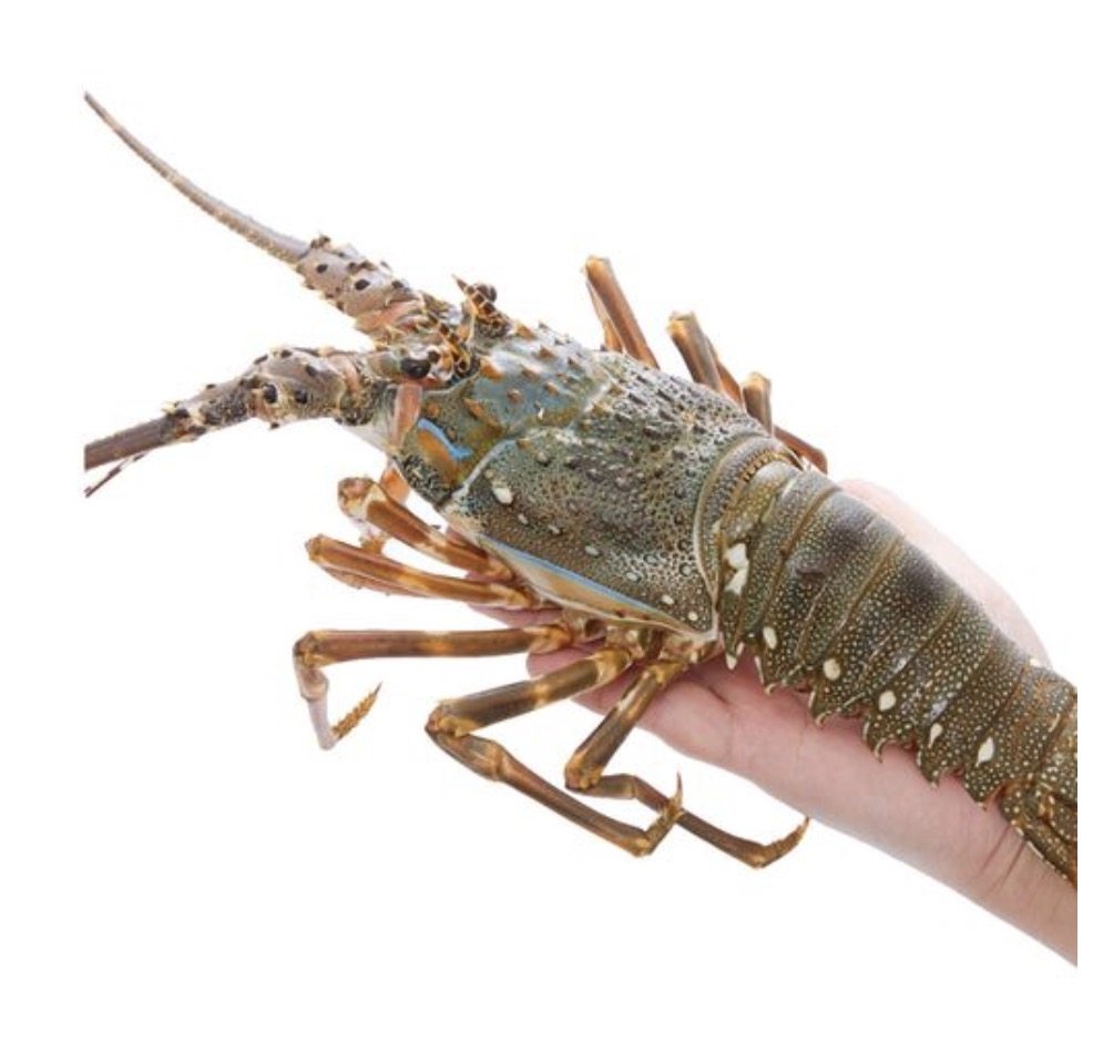 青龙生冻龙仔2-3只一斤青岛闪送小青龙印尼海鲜活虾