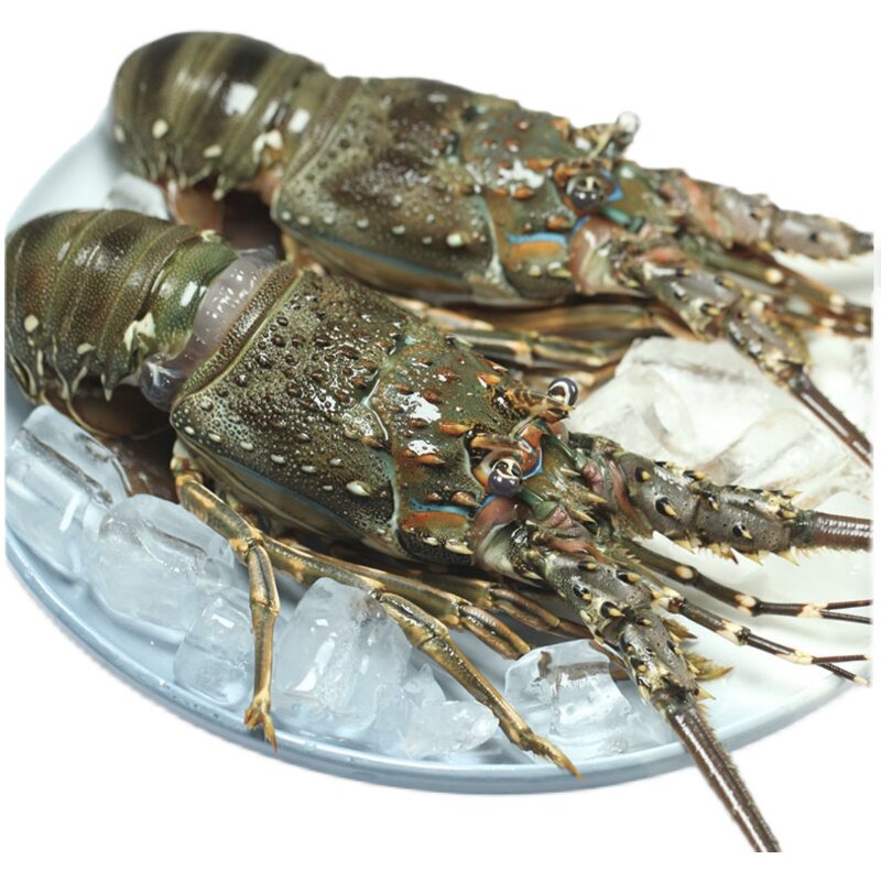 青龙生冻龙仔2-3只一斤青岛闪送小青龙印尼海鲜活虾