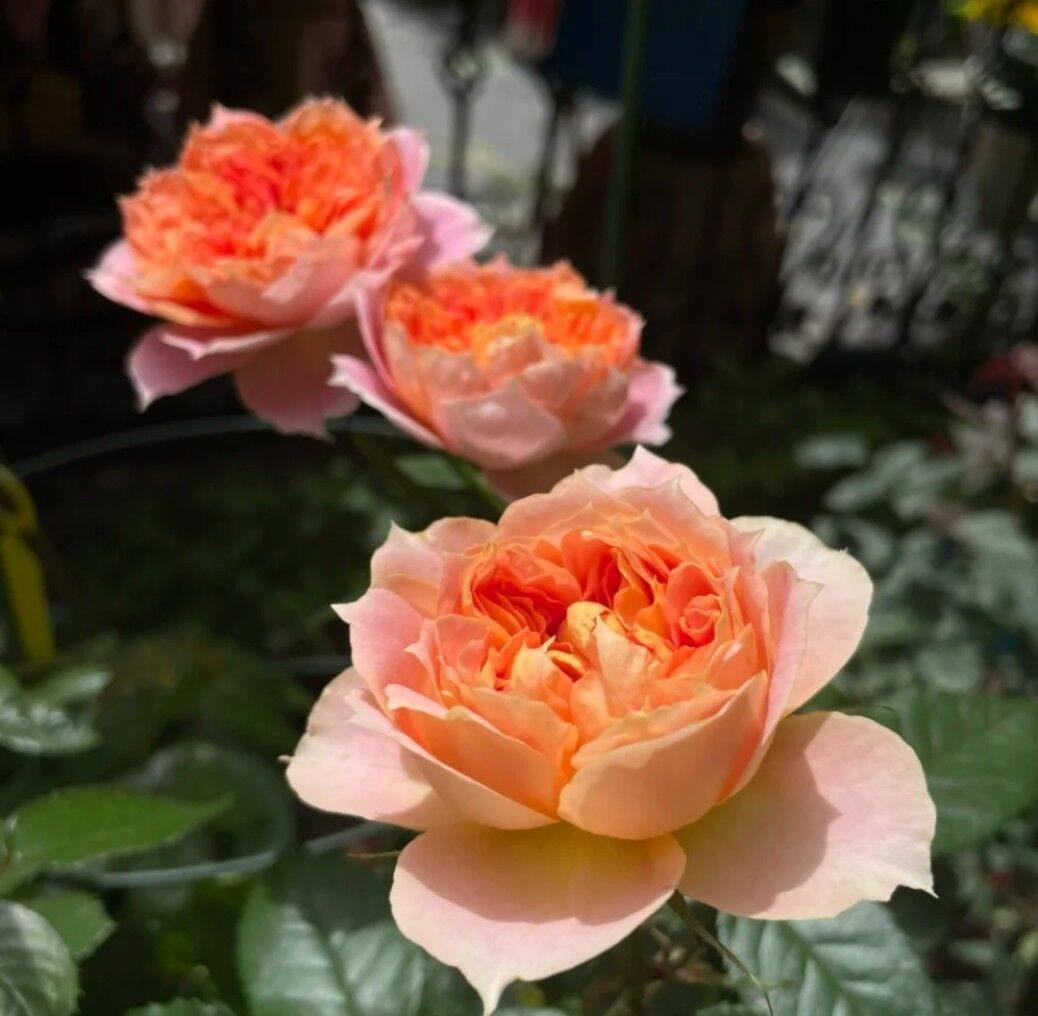 南瓜灯笼新品灌木月季勤花抗病耐热涨势庭院时令草本花卉