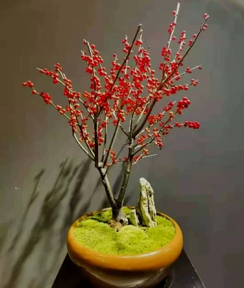 欧洲红豆豆果北美冬青盆栽盆景大苗庭院室内时令草本花卉