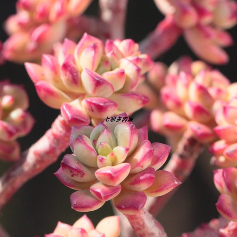 盆栽探戈老桩多肉植物多头组合超值新手好养多肉植物