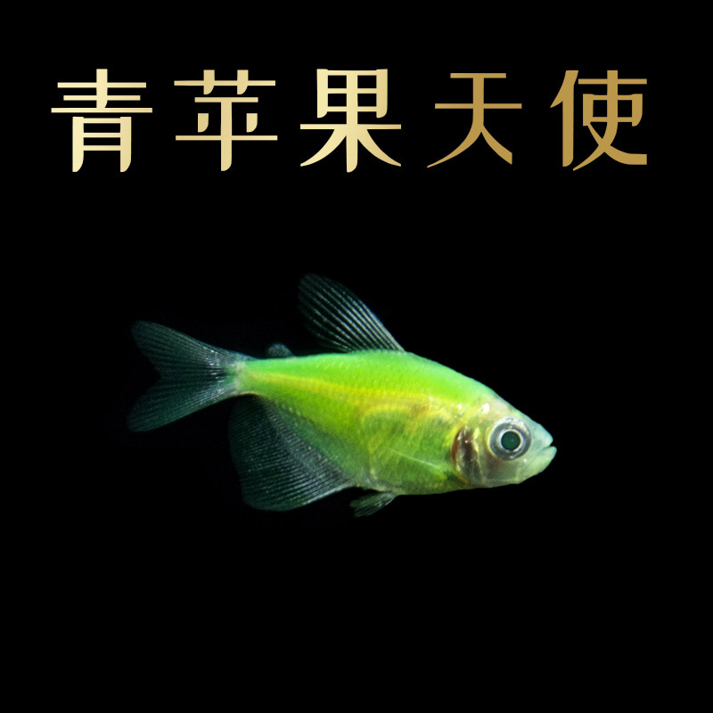 天使鱼青苹果新手天使老虎白裙绿黑七彩蓝莓黄蓝莓鱼