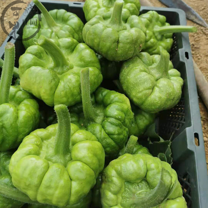 云南小麦瓜姜柄小瓜姜饼瓜新鲜蔬菜南瓜甜瓜小绿南瓜