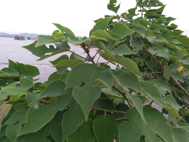 野生新鲜构树叶 楮叶楮桃叶 褚桃叶 楮树叶构叶1斤中药材现采包邮