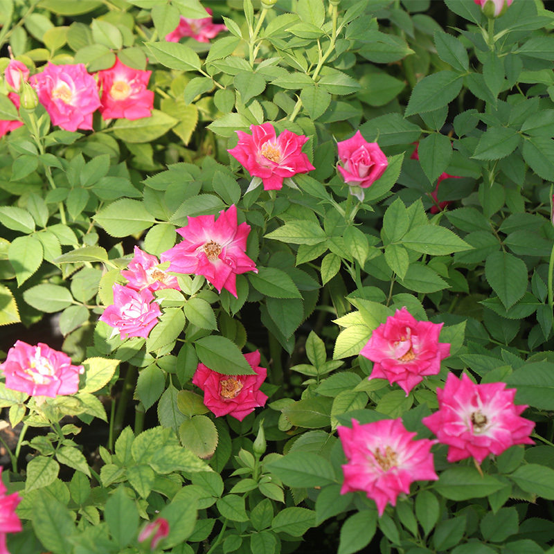 天然月季园多头微月小桃桃红阳台庭院绿植月季其他工艺饰品