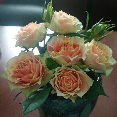 月季花交响交响乐乐之瞳微月四季开花灌木条纹月季其它