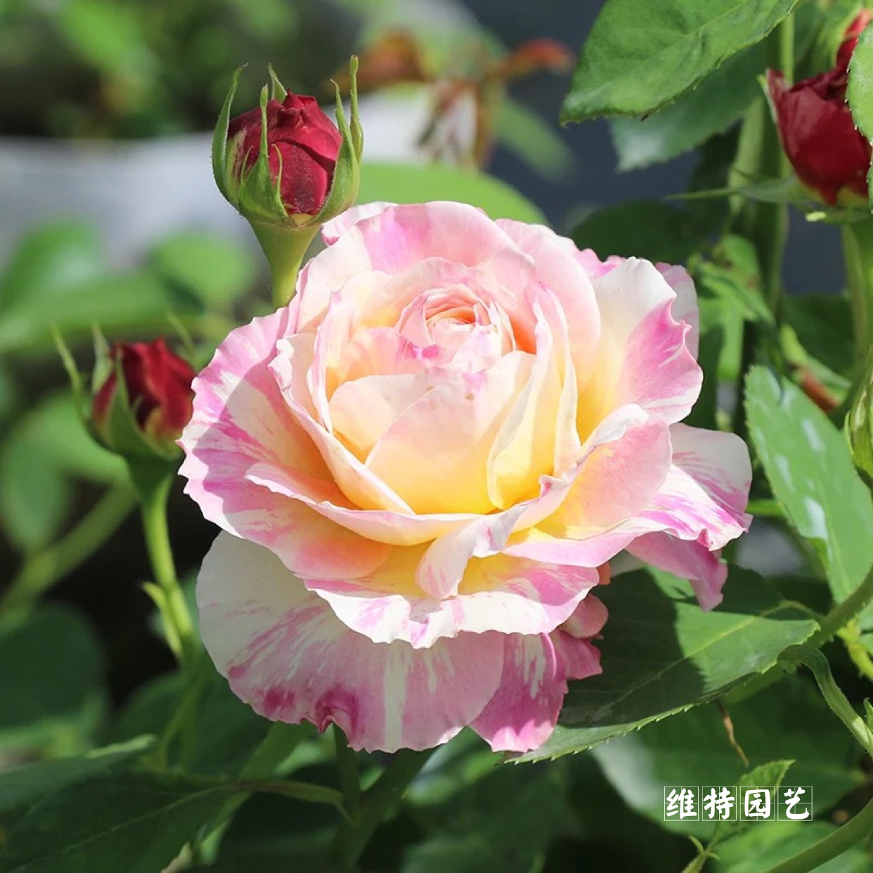 月季欧月法国莫奈灌木经典条纹月季花花苗盆栽观叶