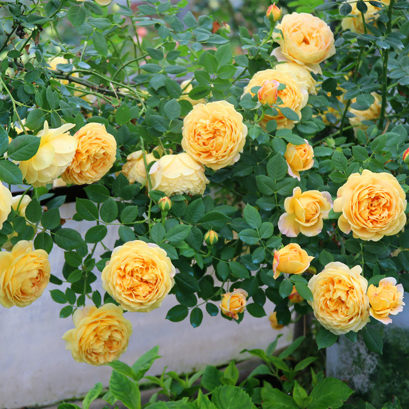 维特园艺欧月黄金庆典月季花阳台庭院植物灌木时令草本花卉