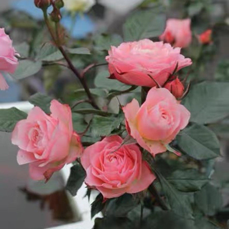 永远远的科莫阳台微型月季花大花浓香庭院四季观叶