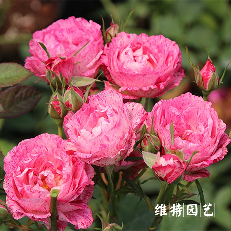 切花月季欧月小苗雪花肥牛阳台庭院盆栽花卉时令草本花卉