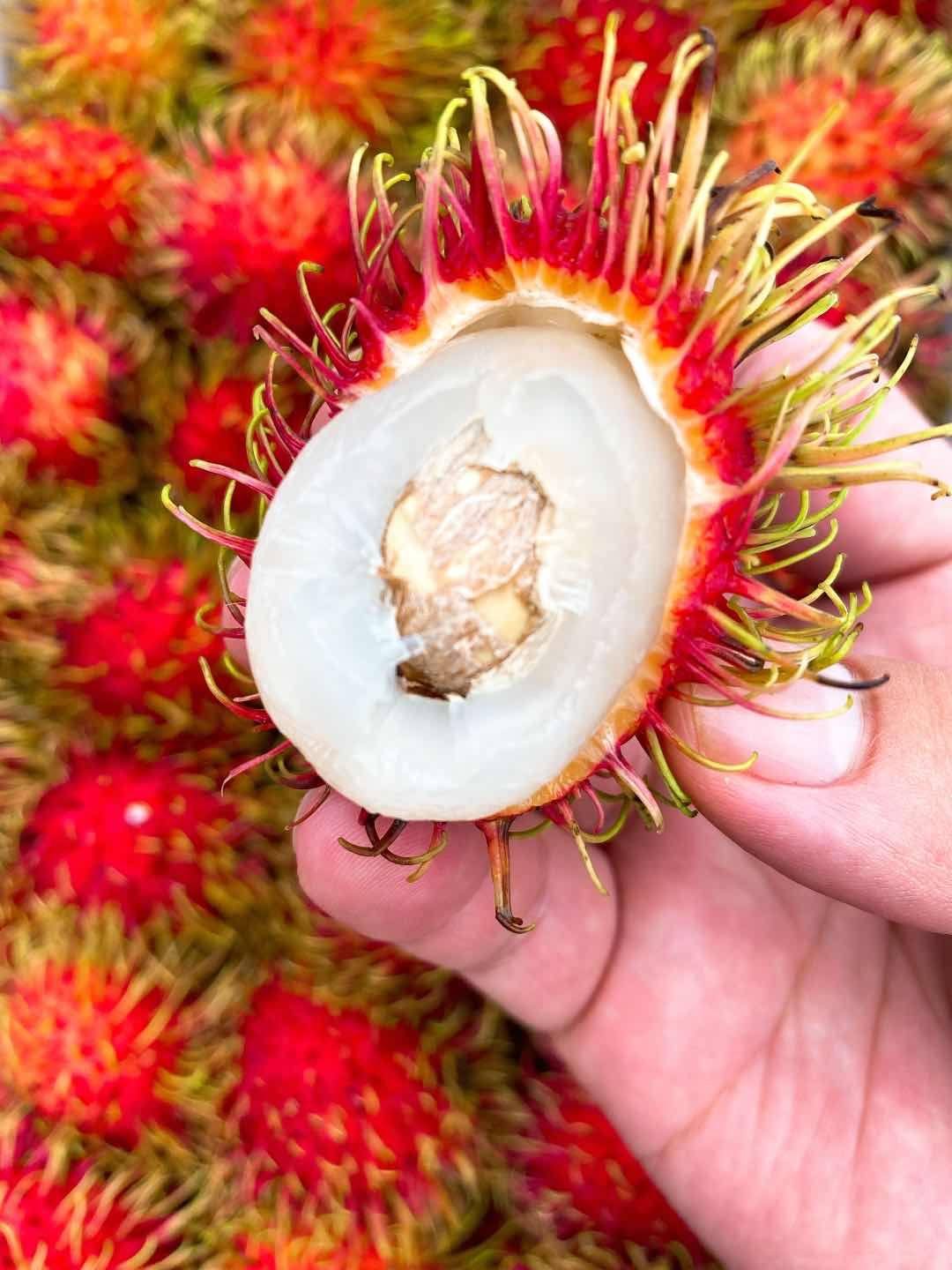 北京包送 整箱泰国越南进口红毛丹6斤毛荔枝新鲜毛丹毛丹果胜海南