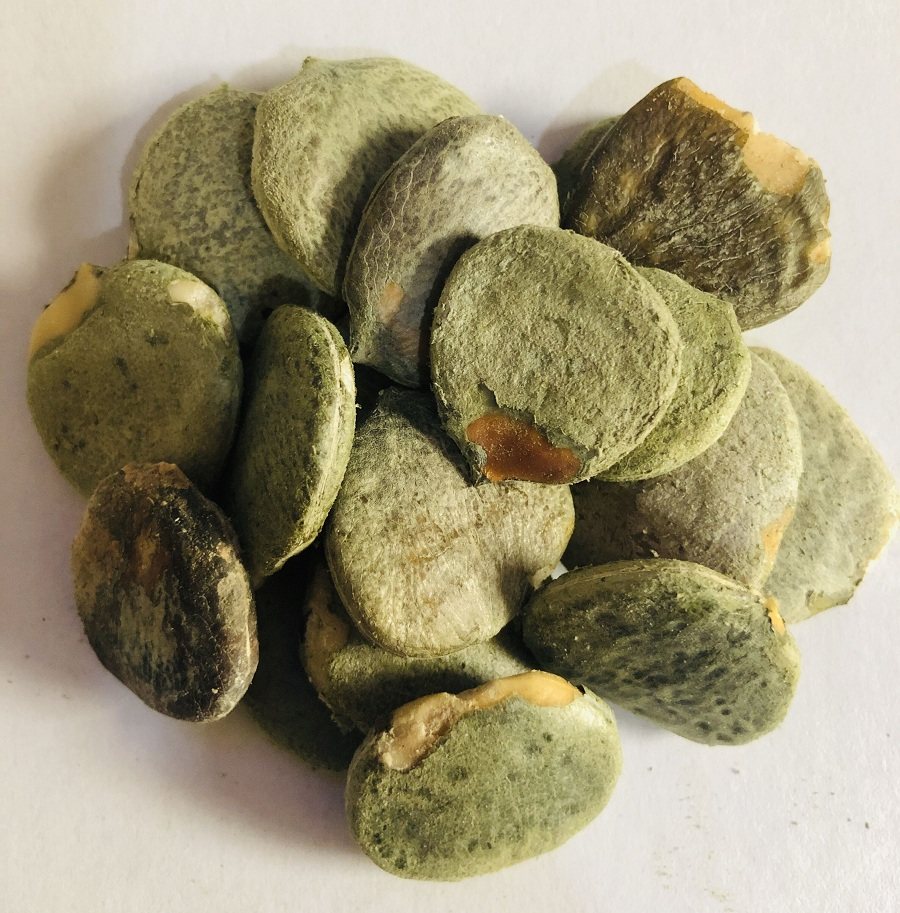 包邮木100克木鳖手工剥皮木蟹土木鳖仁壳木中药材其他药食同源食品