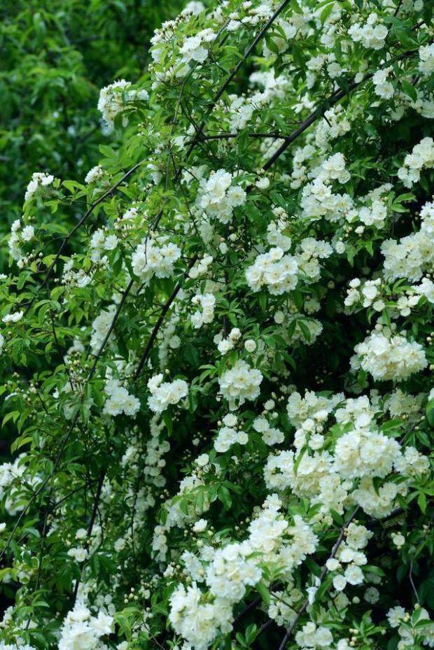 白色木香香花浓香花卉七里香阳台庭院垂吊爬藤时令草本花卉